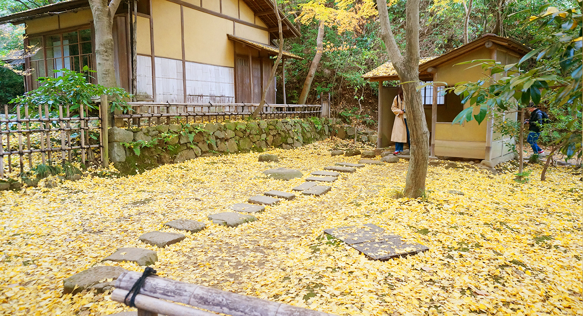 横浜三渓園・お気に入りの黄色の絨毯